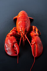 Boiled red Lobster on black background. Seafood with copy space