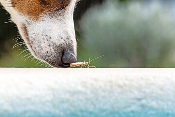 Close up of a dog snout curiously sniffing a praying mantis