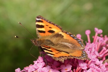 European peacock butterfly on flower