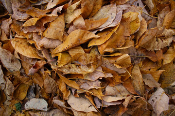 Autumn background - fallen brown leaves