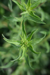 Lemonyellow false goldenaster