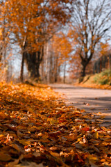 autumn in the park