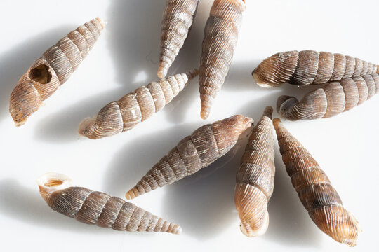 Common door snail group with brown spiral shells on a white background