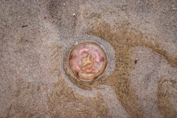 One single dead pink jellyfish on sand on a coast on a beach