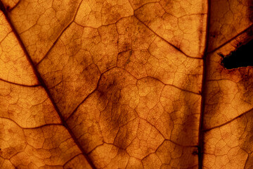 Close-up picture of yellow autumn leaf. Macro pattern