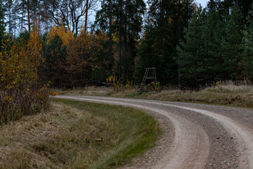 winding gravel road bends to left. Forest with vergreen spruce and pine trees and yellow leaved deciduous trees