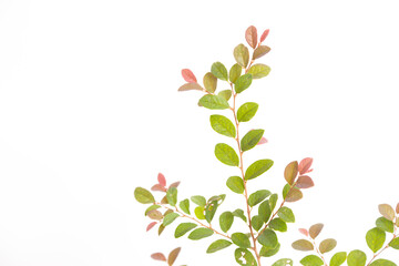 Green tree leave and branch on white background.