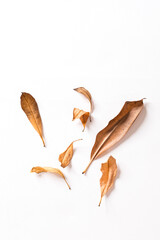 Many dried leaves isolated on white background.