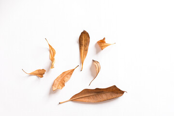 Fototapeta premium Many dried leaves isolated on white background.