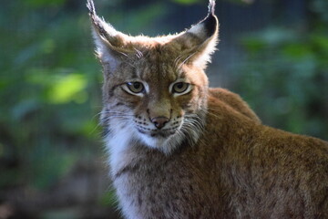 Luchs Zoo Rostock
