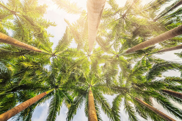 Palmy na tropikalnej wyspie