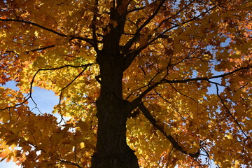 A maple tree in autumn, Québec, Canada