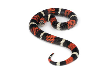 Xenodon pulcher aka the Tri-colored hognose snake from South America