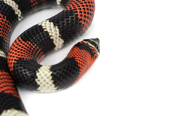 Naklejka premium Xenodon pulcher aka the Tri-colored hognose snake from South America