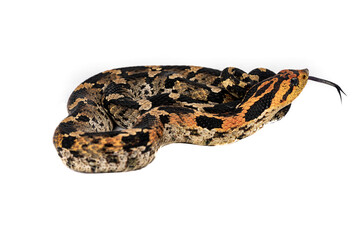 Heterodon platirhinos Eastern Hognose