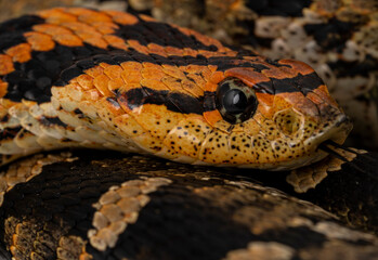 Heterodon platirhinos Eastern Hognose
