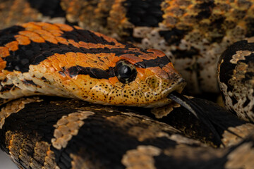 Heterodon platirhinos Eastern Hognose