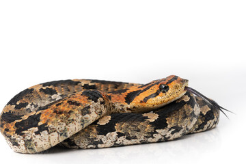 Heterodon platirhinos Eastern Hognose