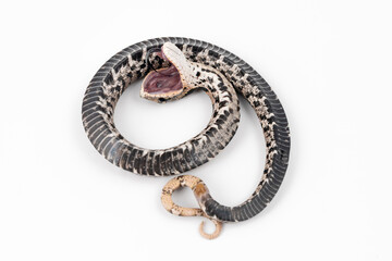 Eastern Hognose Snake playing dead