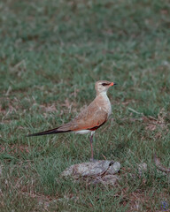 robin on the grass