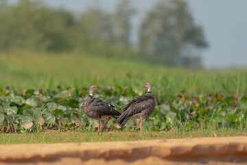 Southern Screamer (Chauna torquata)