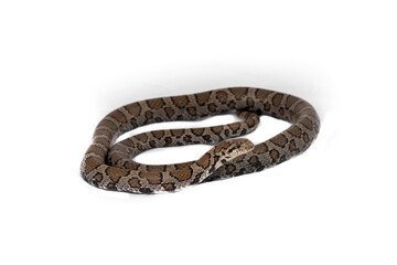 Eastern Milk Snake (Lampropeltis triangulum triangulum)