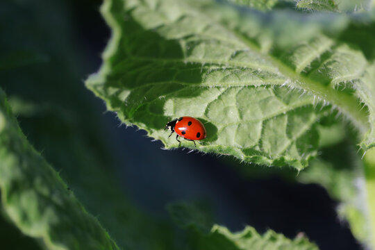 Coccinelle sur une feuille de bourache