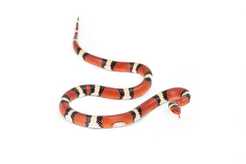 Naklejka premium Scarlet Kingsnake (Lampropeltis elapsoides)