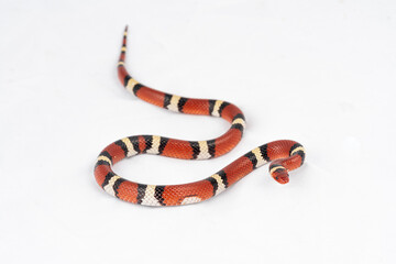 Naklejka premium Scarlet Kingsnake (Lampropeltis elapsoides)