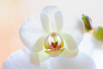 Soft selective focus of white pure Moth orchids flower with sunlight as backdrop, Phalaenopsis Blume is a genus of about seventy species of plants in the family Orchidaceae, Nature floral background.