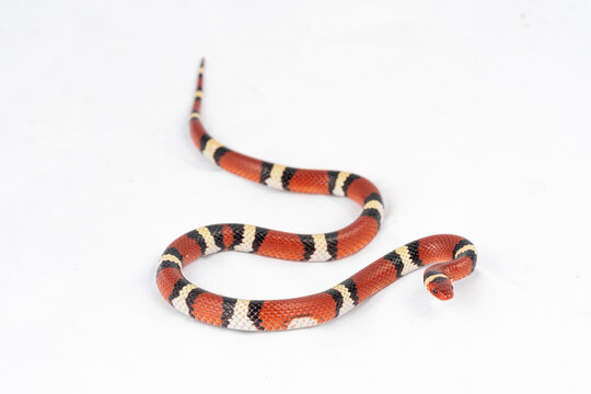 Scarlet Kingsnake (Lampropeltis Elapsoides)