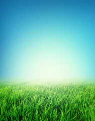 Naklejka na ściany i meble Meadow and green field under a blue peaceful sky in morning sunlight.