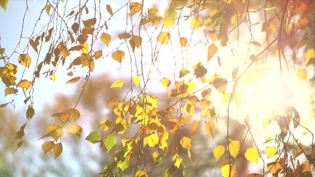 Autumn background. Beautiful birch tree with colorful leaves on the wind, abstract backdrop with sun flares. Orange, red and yellow colors. Slow motion 4K video