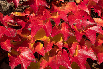 red grape leaves in autumn