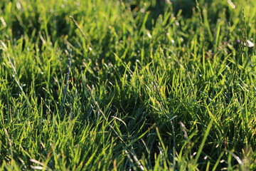 green grass background