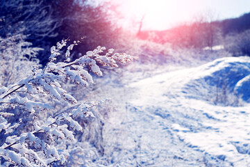 Snow-covered plants in winter during sunrise, winter view