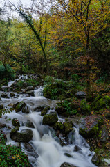 stream in the forest