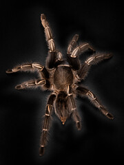 Stripe Knee Tarantula