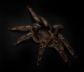 Stripe Knee Tarantula