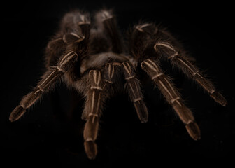 Stripe Knee Tarantula