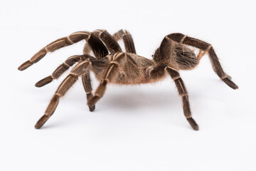 Stripe Knee Tarantula