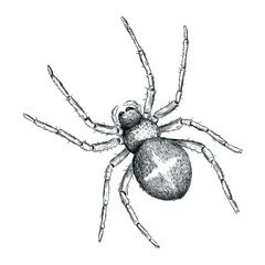 spider insect arthropod animal illustration