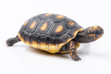 Baby Red Footed Tortoise