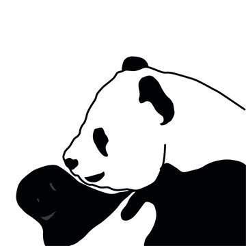 Panda Animal Vector Illustration Design