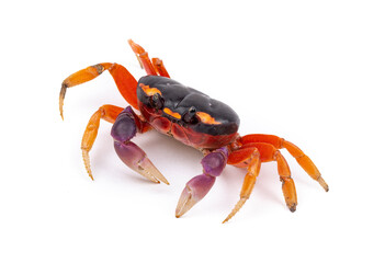 Halloween Crab