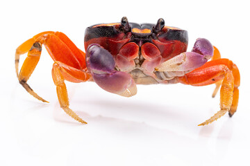 Halloween Crab