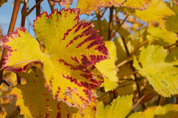 autumn grape leaves