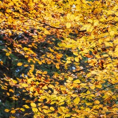 Herbstblätter an einem Baum