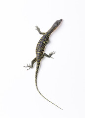 Mangrove Monitor Lizard