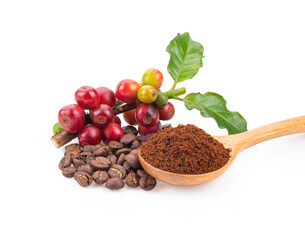 Roasted coffee bean and fesh coffee bean on white background
